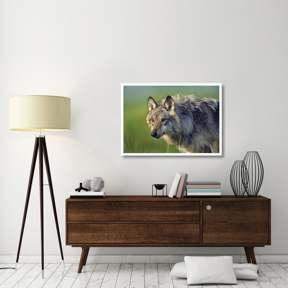Gray Wolf, native to North America-Paper Art-42&quotx30"