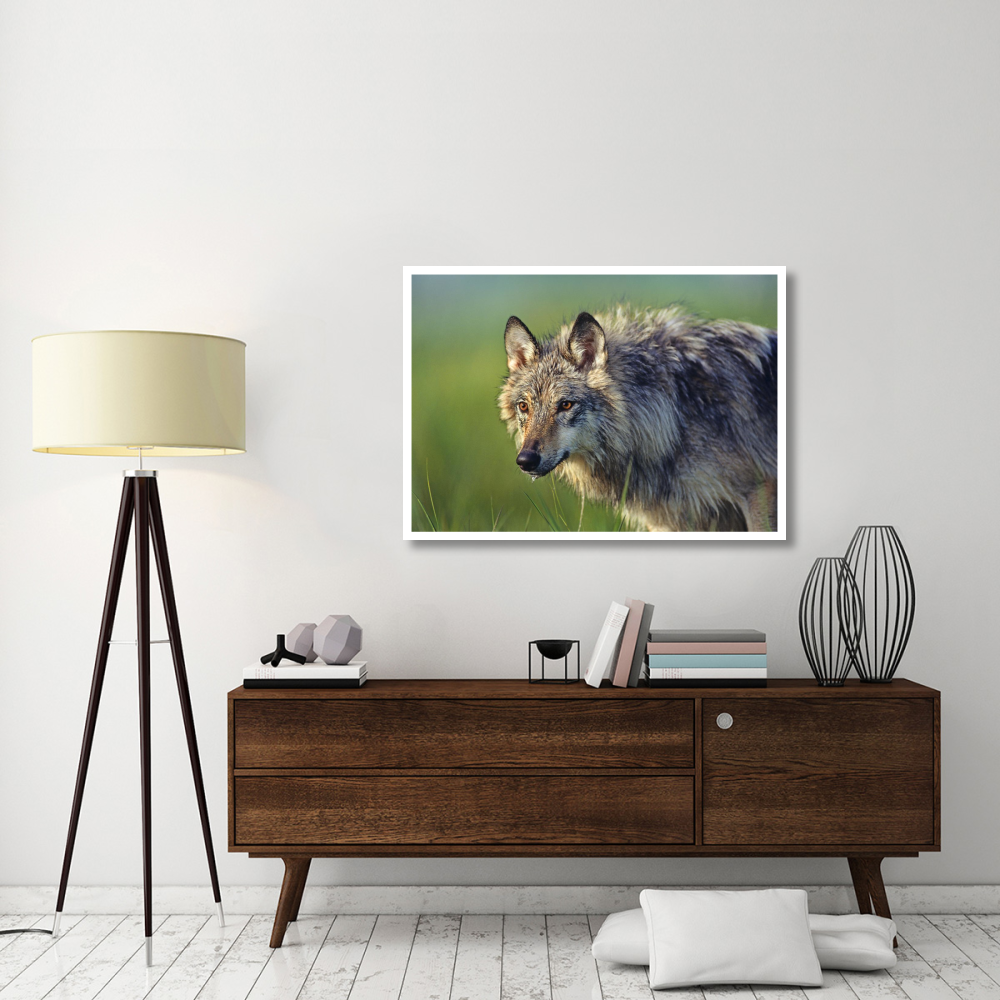 Gray Wolf, native to North America-Paper Art-46&quotx32.8"