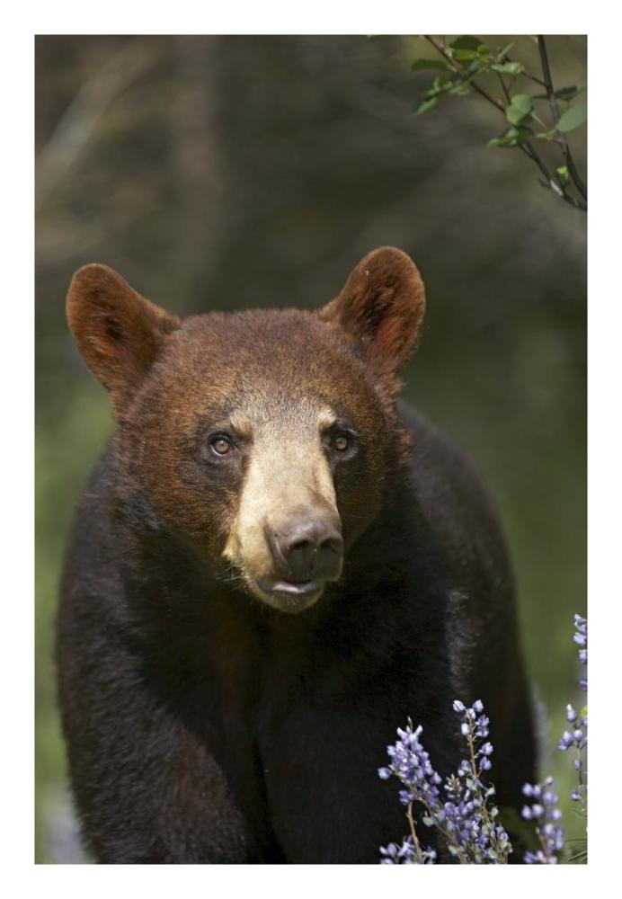Black Bear portrait, North America-Paper Art-18"x26"