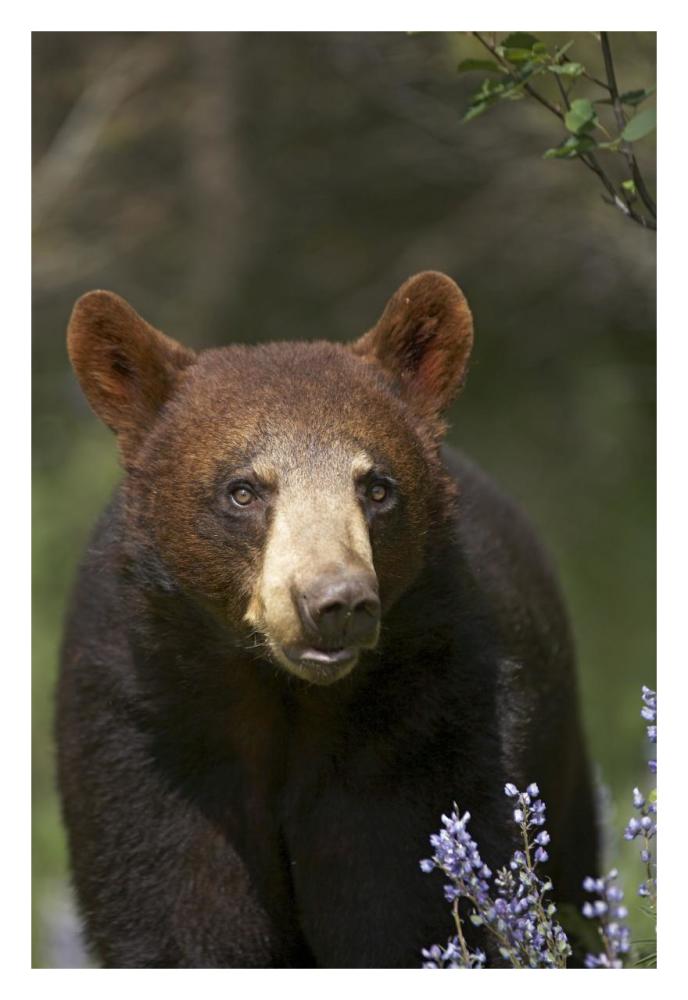 Black Bear portrait, North America-Paper Art-22"x32"