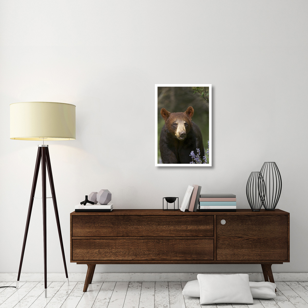 Black Bear portrait, North America-Paper Art-22&quotx32"