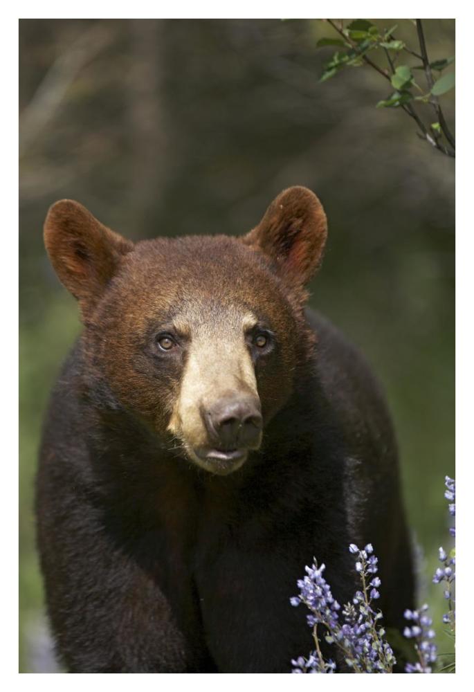 Black Bear portrait, North America-Paper Art-26"x38"