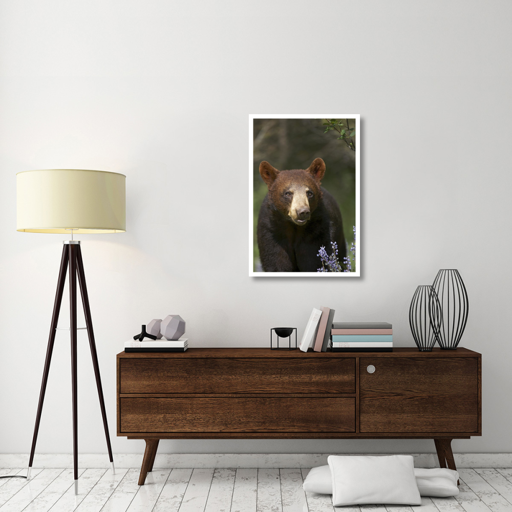 Black Bear portrait, North America-Paper Art-26&quotx38"