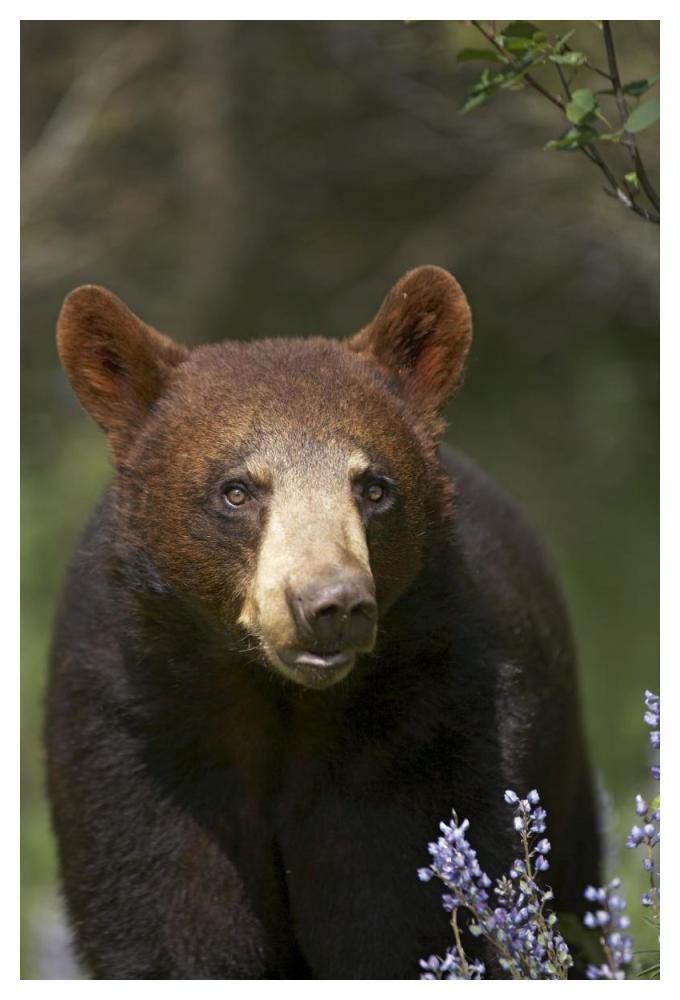 Black Bear portrait, North America-Paper Art-34"x50"