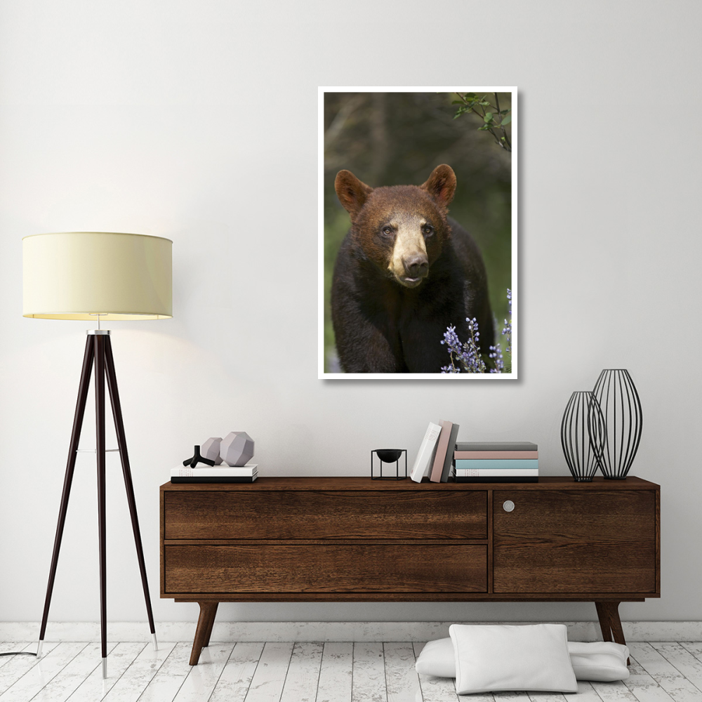 Black Bear portrait, North America-Paper Art-34&quotx50"