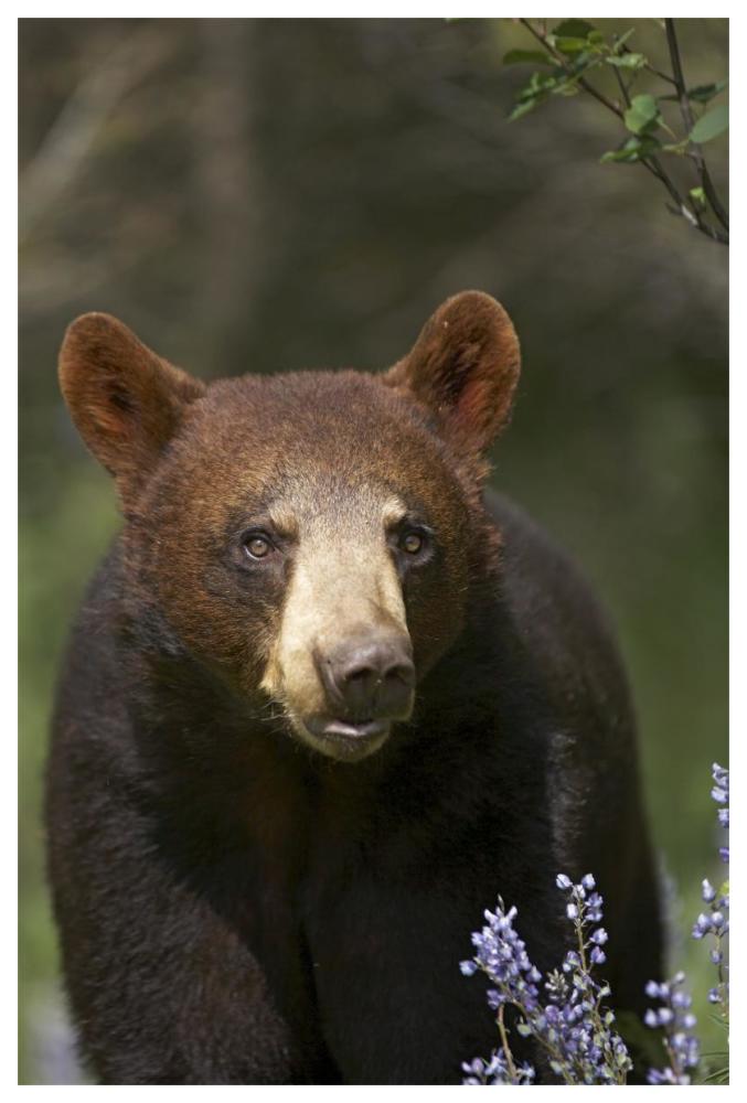 Black Bear portrait, North America-Paper Art-42"x62"