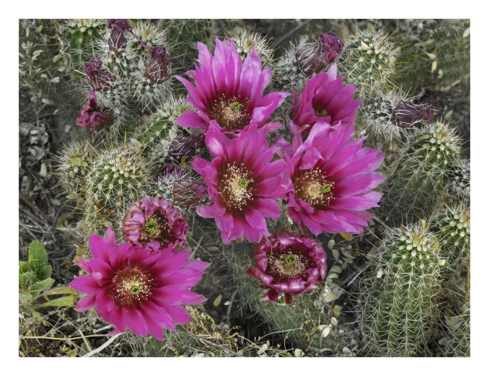 Hedgehog Cactus flowering, Arizona-Paper Art-26"x20"
