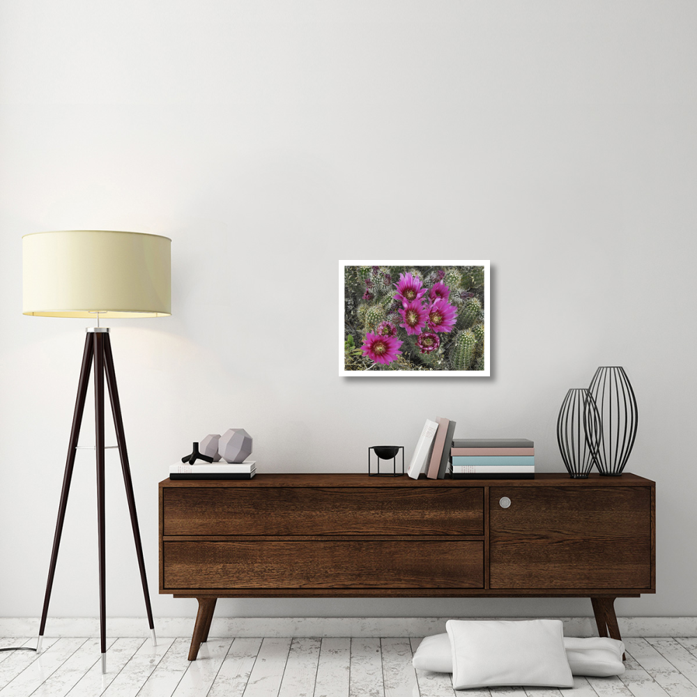 Hedgehog Cactus flowering, Arizona-Paper Art-26&quotx20"