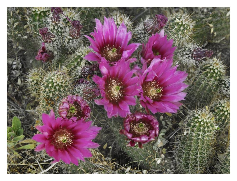 Hedgehog Cactus flowering, Arizona-Paper Art-34"x26"