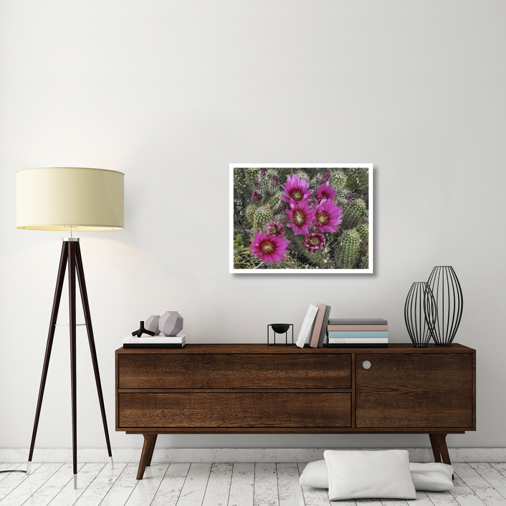 Hedgehog Cactus flowering, Arizona-Paper Art-34&quotx26"