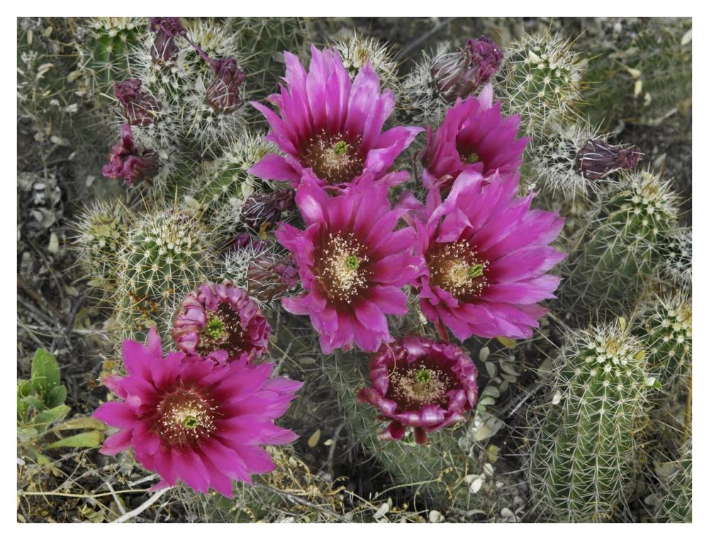 Hedgehog Cactus flowering, Arizona-Paper Art-42"x32"