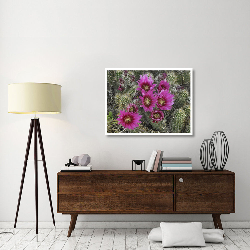 Hedgehog Cactus flowering, Arizona-Paper Art-42&quotx32"
