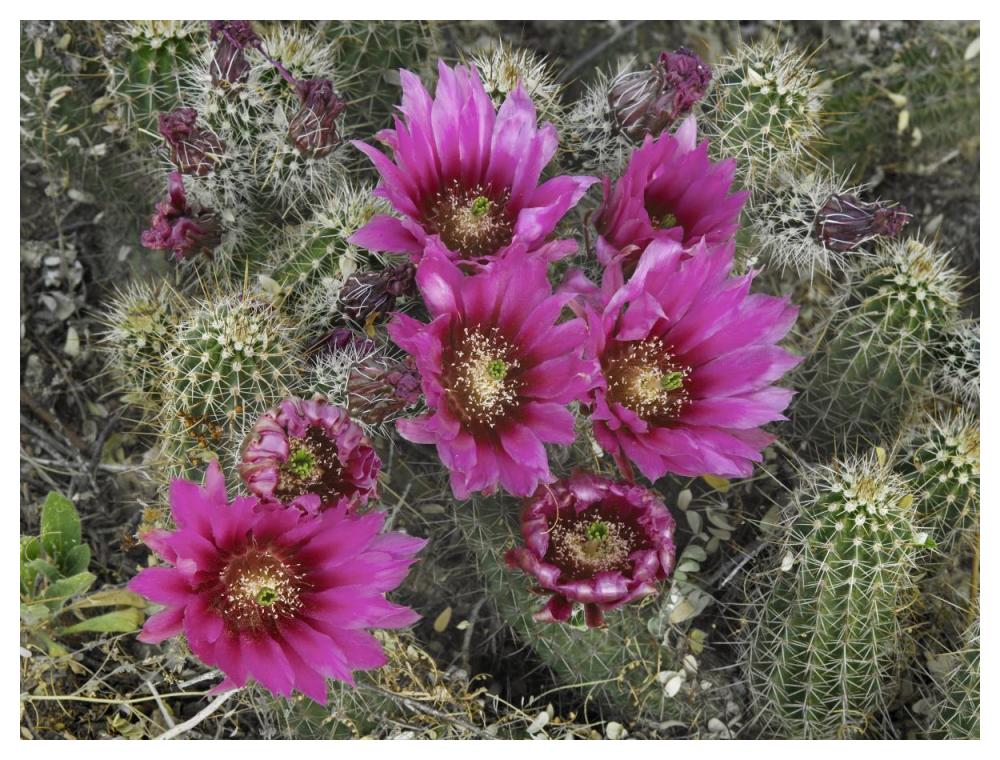 Hedgehog Cactus flowering, Arizona-Paper Art-50"x38"