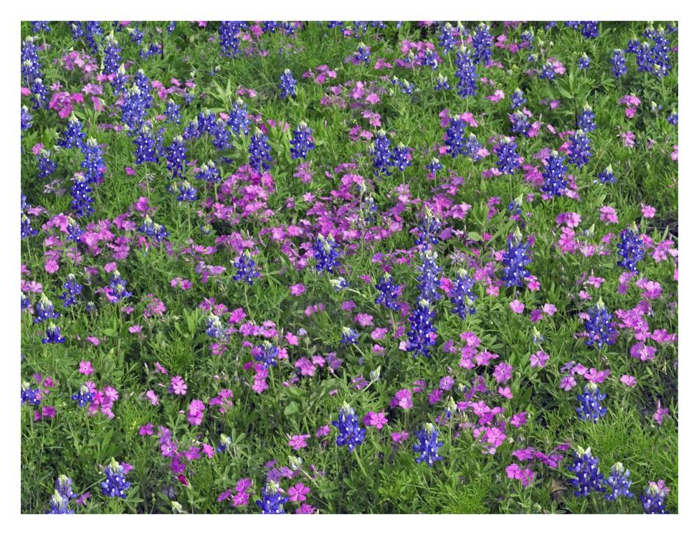 Sand Bluebonnet and Pointed Phlox-Paper Art-34"x26"