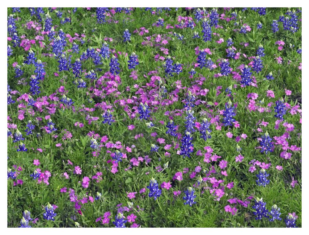 Sand Bluebonnet and Pointed Phlox-Paper Art-42"x32"