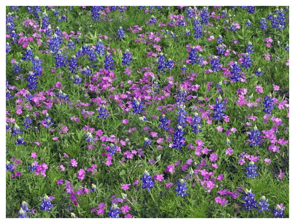 Sand Bluebonnet and Pointed Phlox-Paper Art-50"x38"