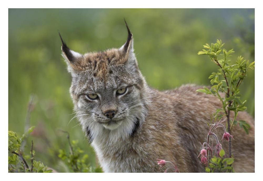 Canada Lynx portrait, North America-Paper Art-32"x22"
