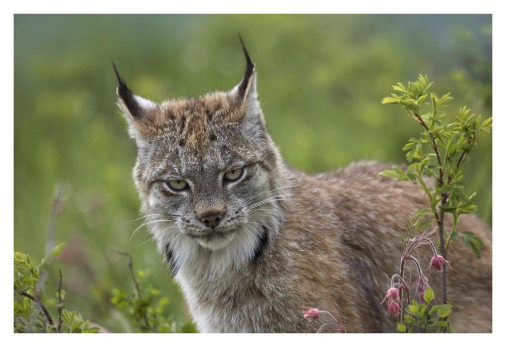 Canada Lynx portrait, North America-Paper Art-38"x26"