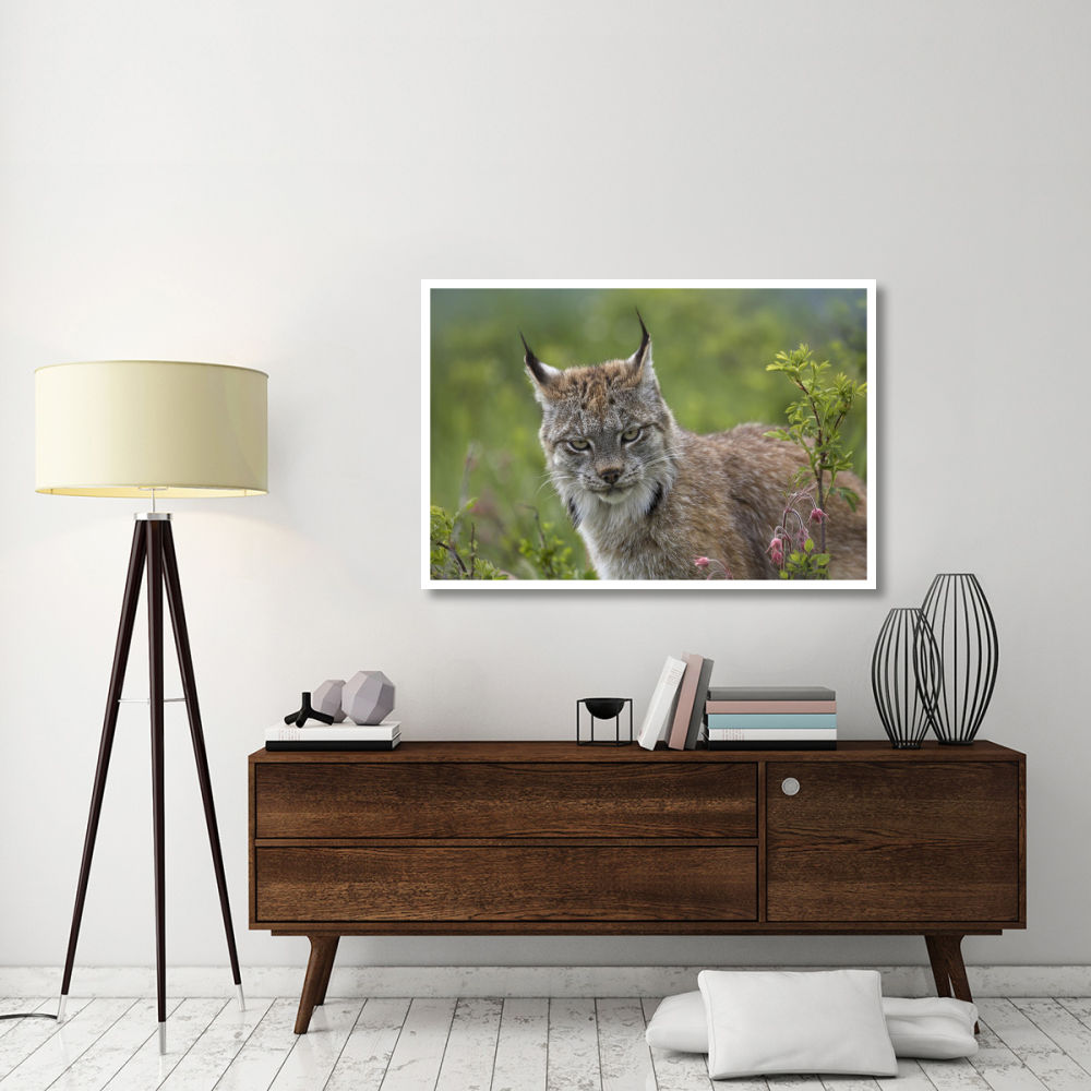 Canada Lynx portrait, North America-Paper Art-50&quotx34"