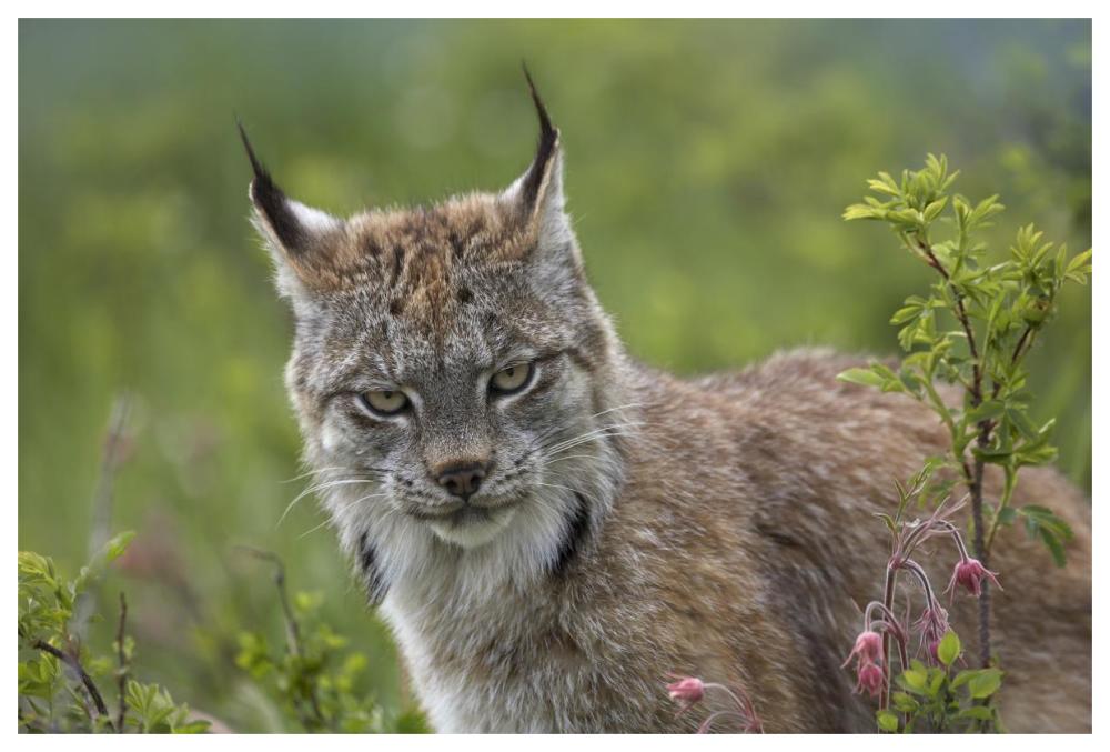 Canada Lynx portrait, North America-Paper Art-62"x42"