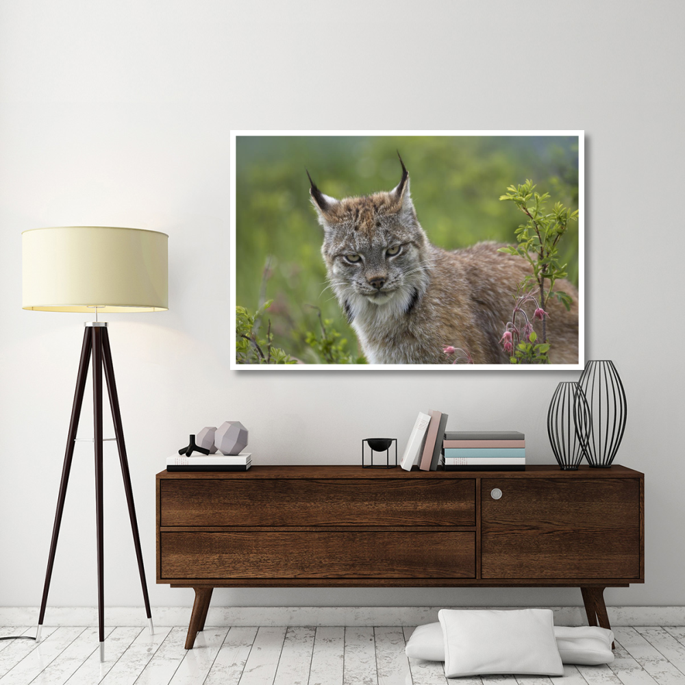 Canada Lynx portrait, North America-Paper Art-62&quotx42"