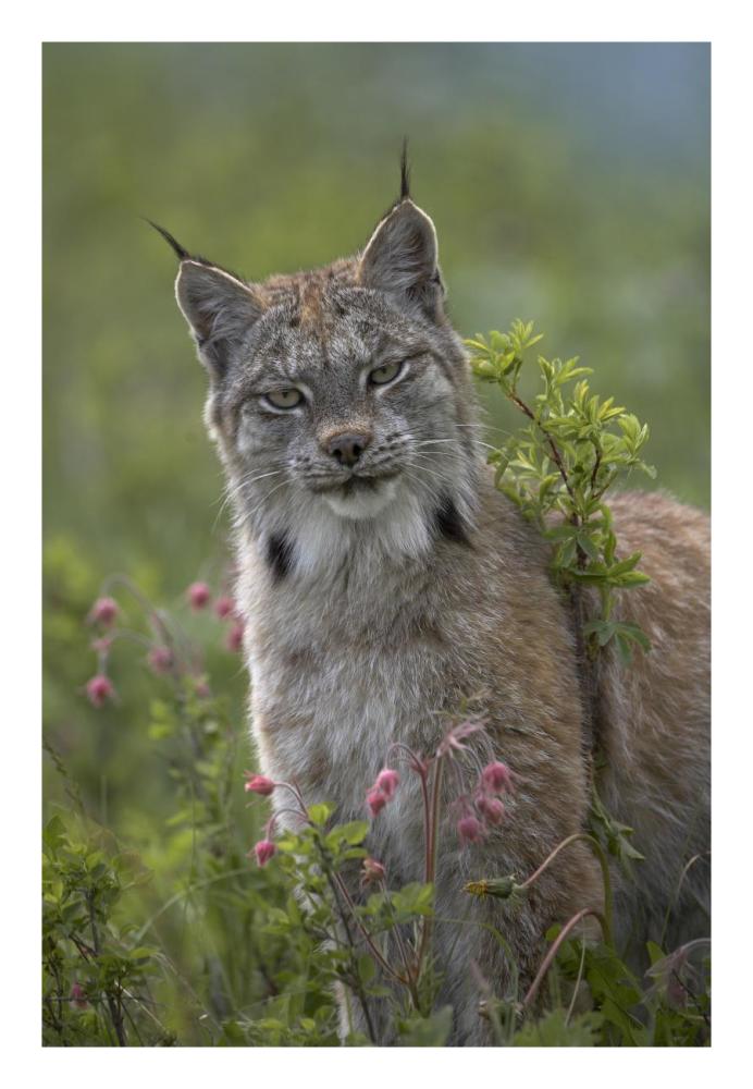 Canada Lynx portrait, North America-Paper Art-18"x26"