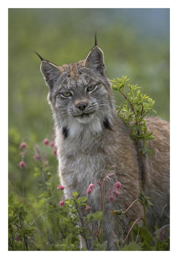 Canada Lynx portrait, North America-Paper Art-22"x32"