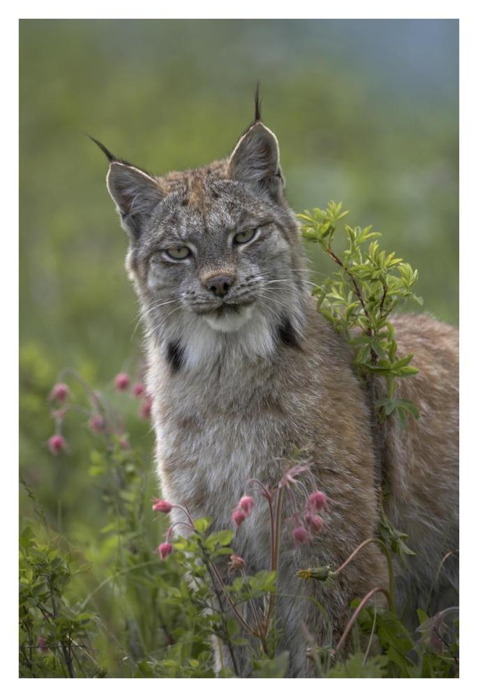 Canada Lynx portrait, North America-Paper Art-26"x38"