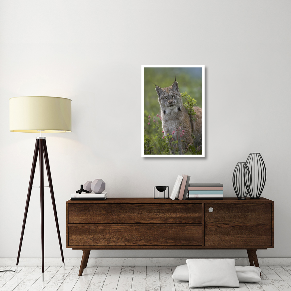 Canada Lynx portrait, North America-Paper Art-26&quotx38"