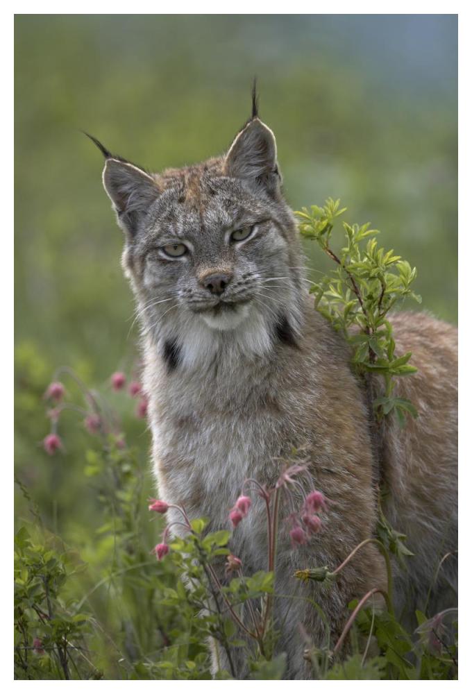 Canada Lynx portrait, North America-Paper Art-34"x50"
