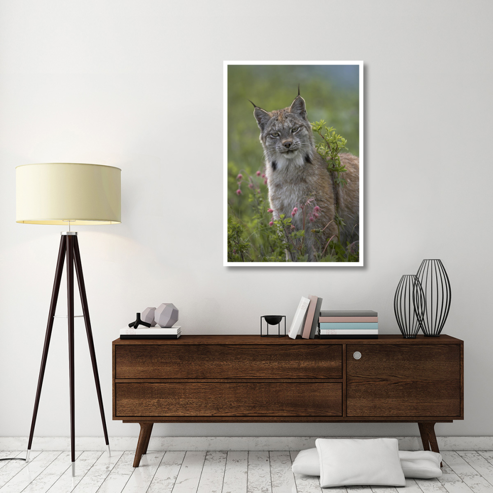 Canada Lynx portrait, North America-Paper Art-34&quotx50"