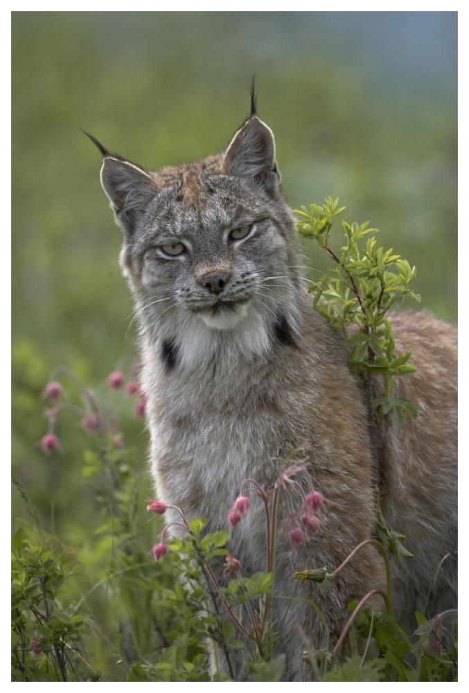 Canada Lynx portrait, North America-Paper Art-42"x62"