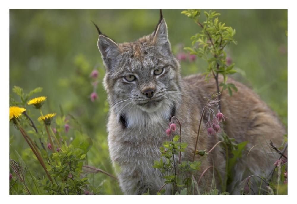 Canada Lynx portrait, North America-Paper Art-32"x22"
