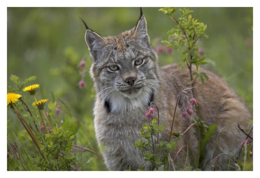 Canada Lynx portrait, North America-Paper Art-38"x26"