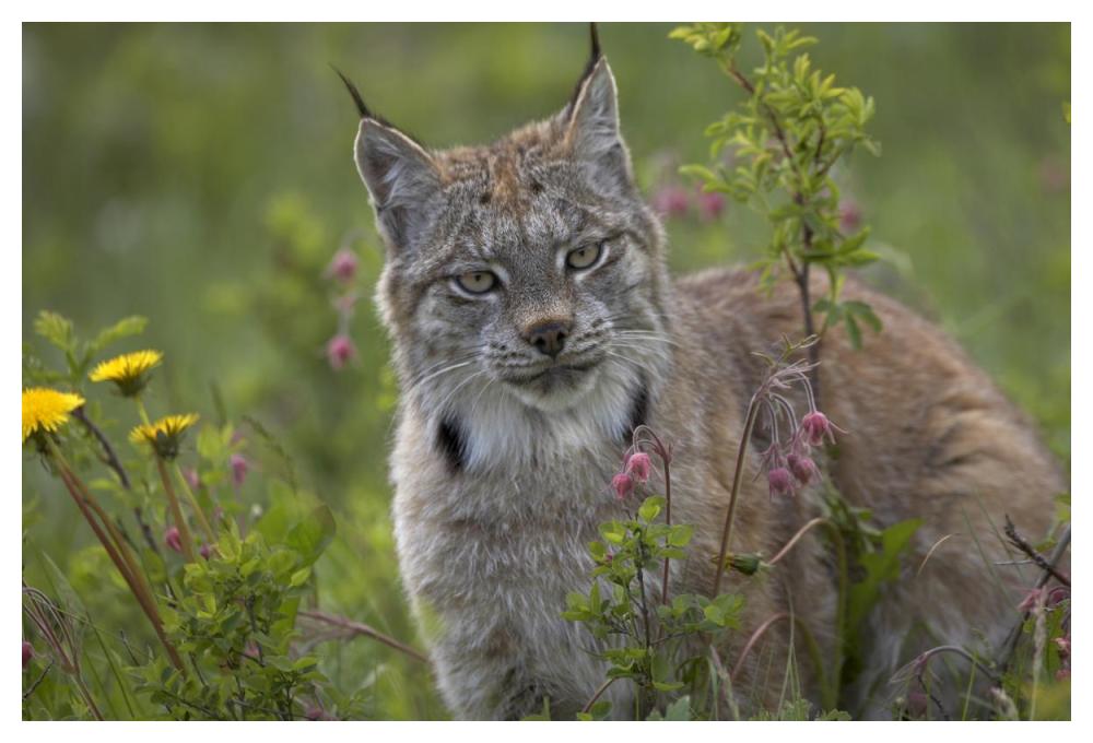 Canada Lynx portrait, North America-Paper Art-50"x34"