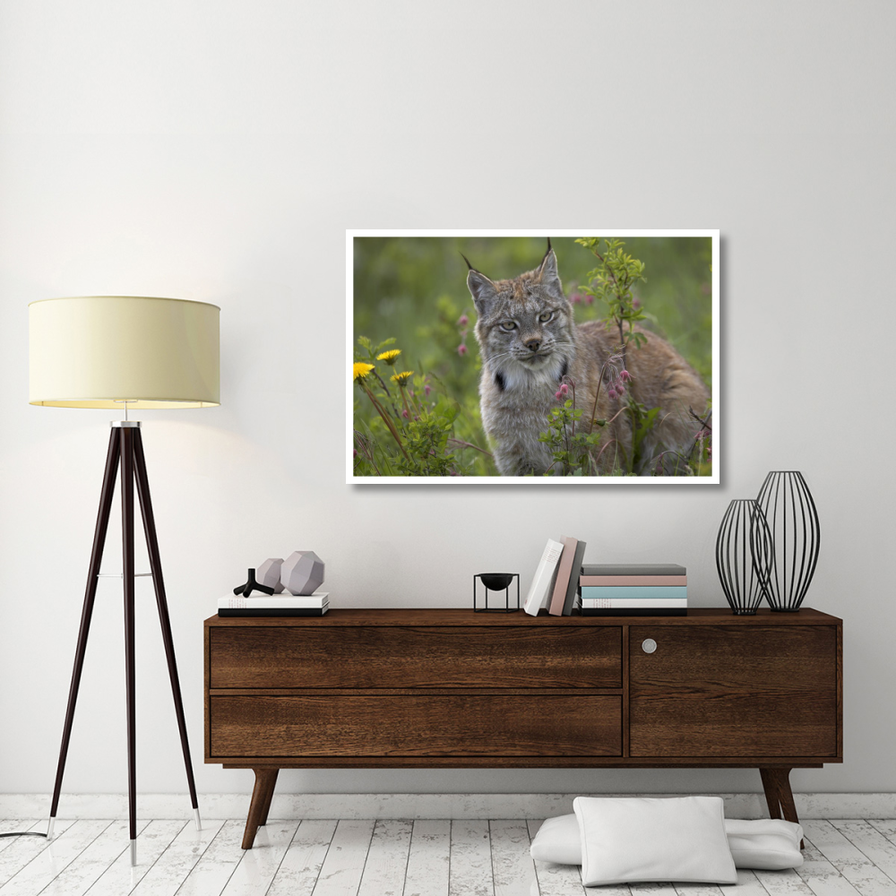 Canada Lynx portrait, North America-Paper Art-50&quotx34"