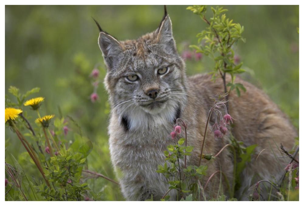 Canada Lynx portrait, North America-Paper Art-62"x42"