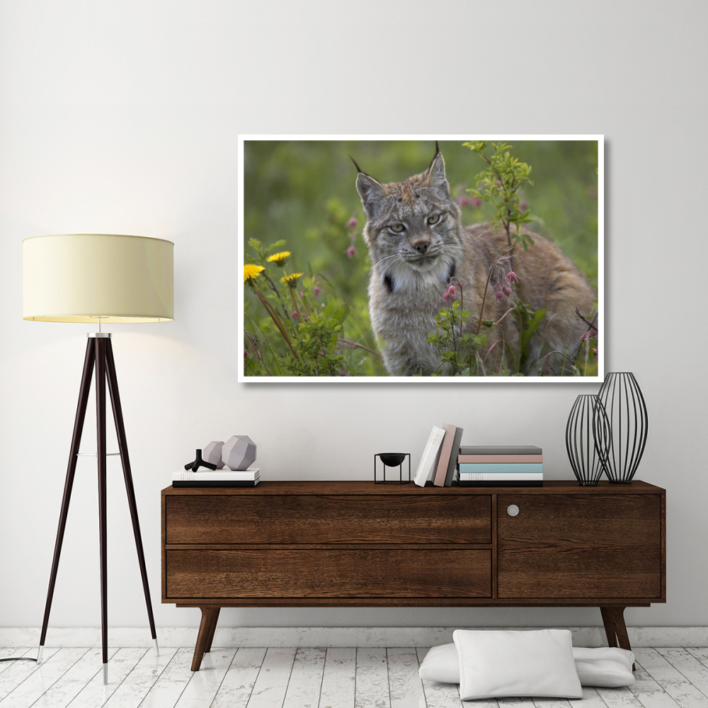 Canada Lynx portrait, North America-Paper Art-62&quotx42"
