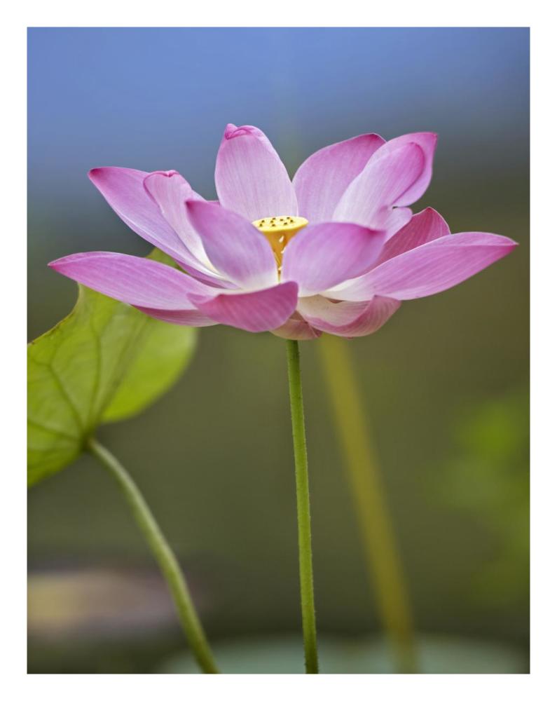 Sacred Lotus flower, native to Asia-Paper Art-20"x26"