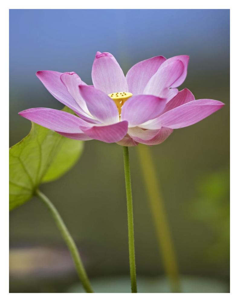 Sacred Lotus flower, native to Asia-Paper Art-26"x34"
