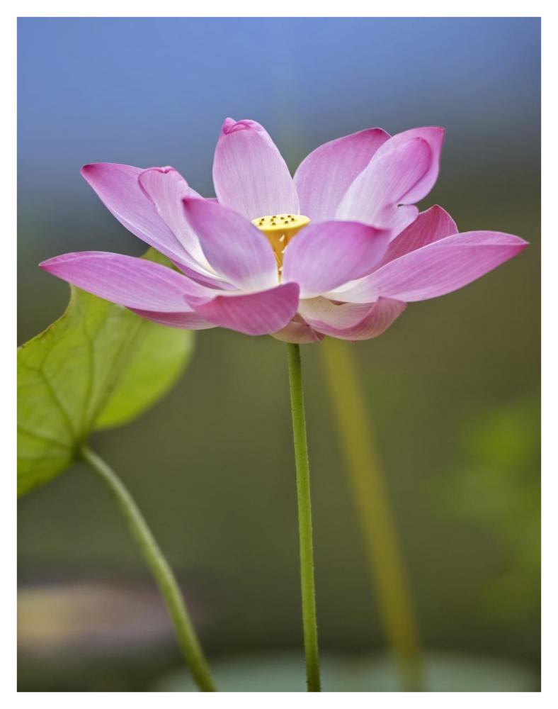 Sacred Lotus flower, native to Asia-Paper Art-32"x42"