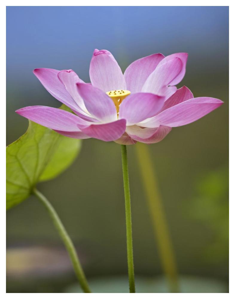 Sacred Lotus flower, native to Asia-Paper Art-38"x50"