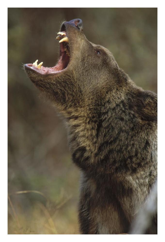 Grizzly Bear calling, North America-Paper Art-22"x32"