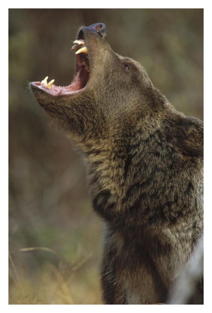 Grizzly Bear calling, North America-Paper Art-26"x38"