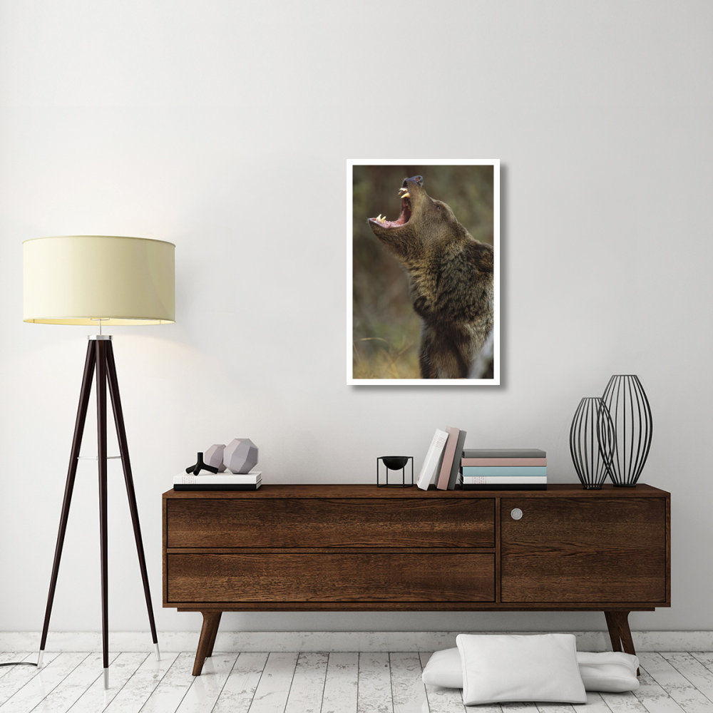 Grizzly Bear calling, North America-Paper Art-26&quotx38"