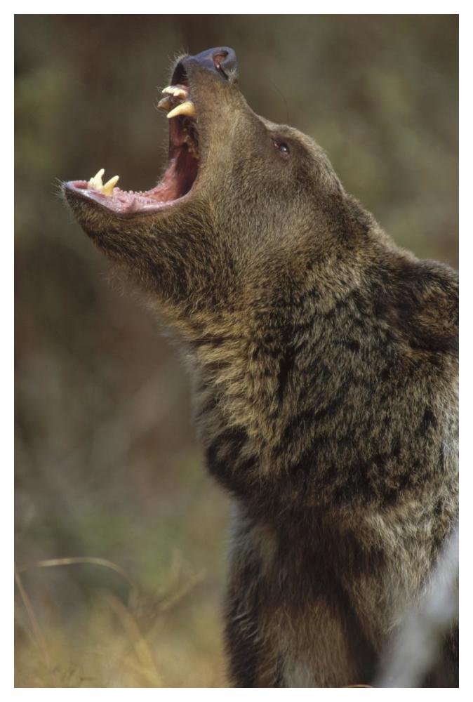 Grizzly Bear calling, North America-Paper Art-34"x50"