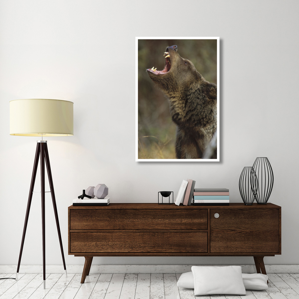 Grizzly Bear calling, North America-Paper Art-34&quotx50"