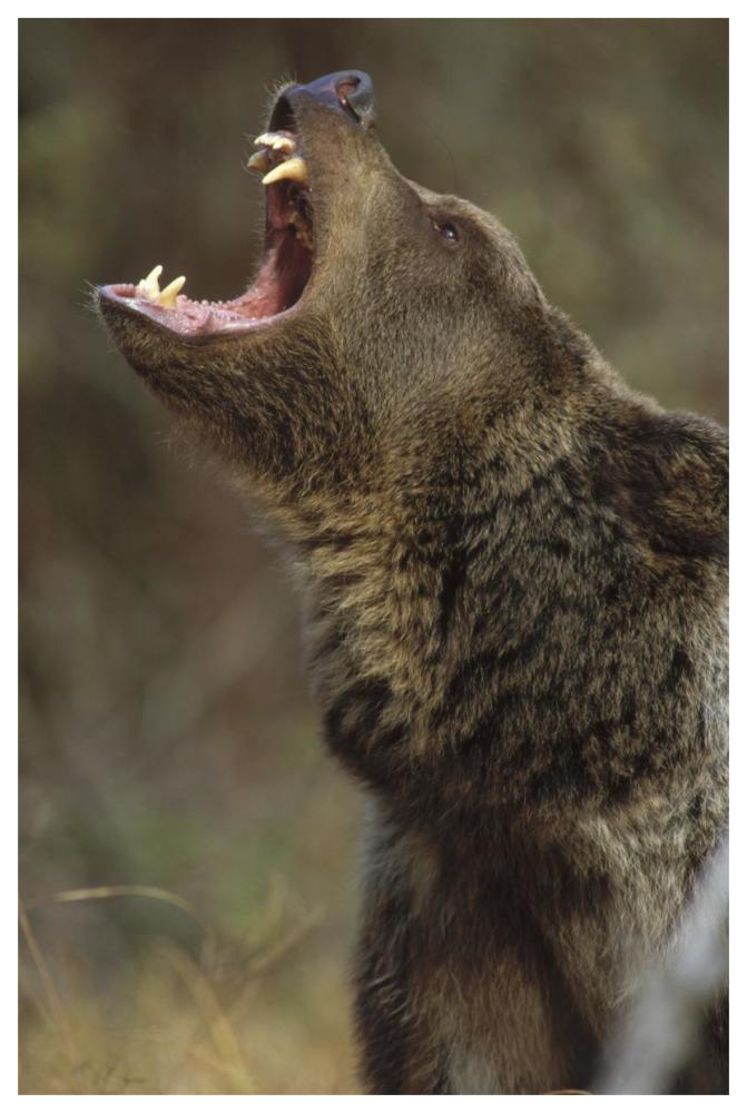 Grizzly Bear calling, North America-Paper Art-42"x62"