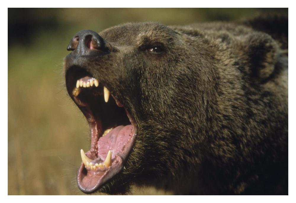 Grizzly Bear calling, North America-Paper Art-20"x14"