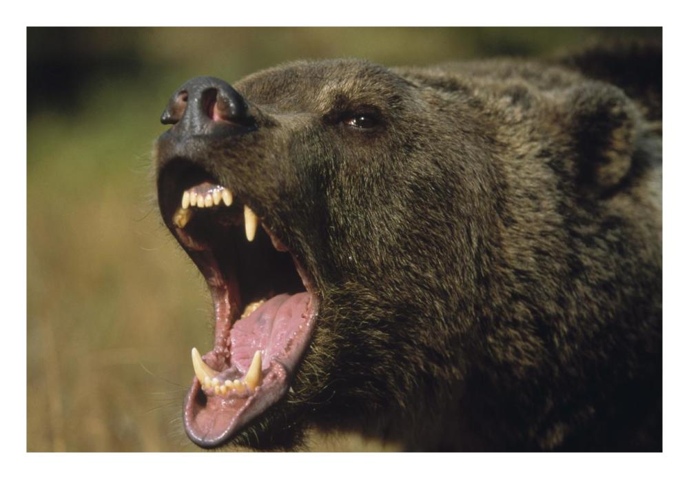 Grizzly Bear calling, North America-Paper Art-26"x18"